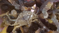 Portunus sayi
