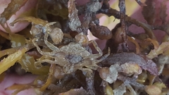 Portunus sayi