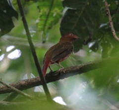 Phoenicircus carnifex