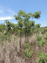 Heteromorpha arborescens abyssinica