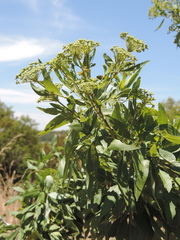 Heteromorpha arborescens abyssinica