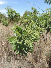 Heteromorpha arborescens abyssinica