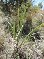 Hypoxis rigidula rigidula