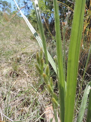 Hypoxis rigidula rigidula