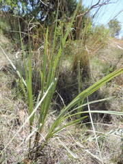 Hypoxis rigidula rigidula