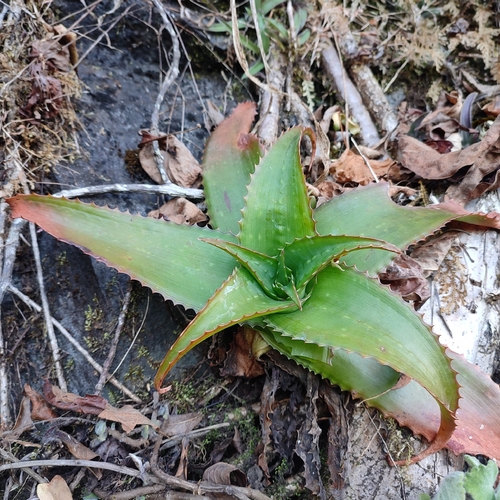 Aloe swynnertonii image