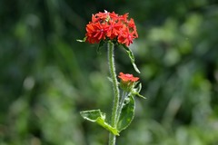 Silene chalcedonica