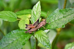 Phlaeoba antennata