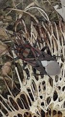 Spilostethus pandurus elegans