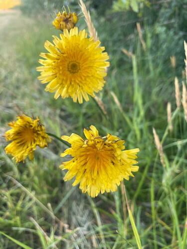 Microseris laciniata ssp. laciniata