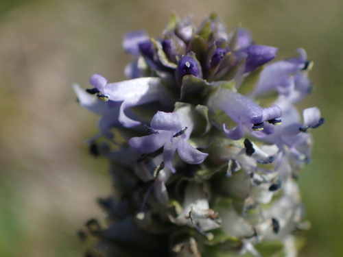 Image of Lagotis glauca by (c) Donald Hampton, some rights reserved (CC BY-SA)