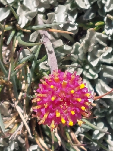 Jacobaea Boissieri