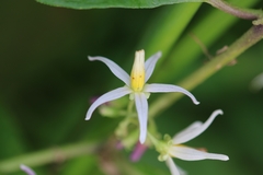 Solanum volubile