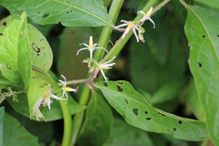 Solanum volubile
