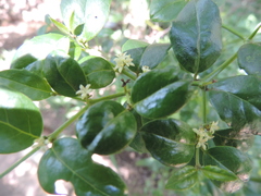 Cassinopsis ilicifolia