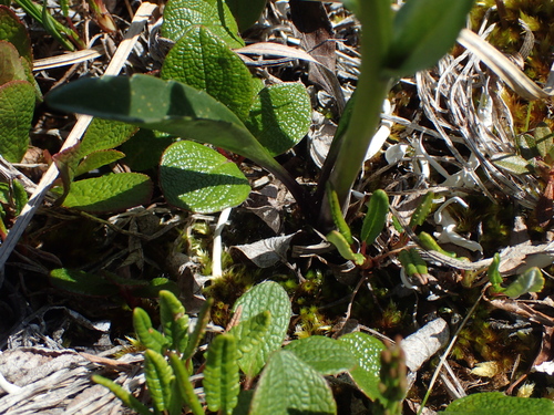 Image of Lagotis glauca by (c) Donald Hampton, some rights reserved (CC BY-SA)