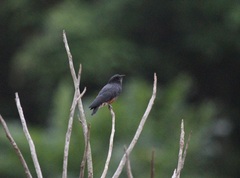 Chelidoptera tenebrosa