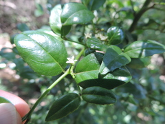 Cassinopsis ilicifolia