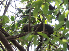 Corythaixoides concolor bechuanae