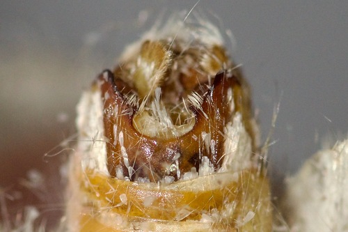 Red-humped Oakworm Moth