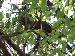 Corythaixoides concolor bechuanae