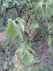 Dioscorea dregeana