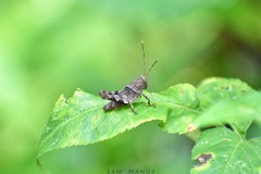 Trilophidia annulata