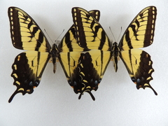 Papilio alexiares