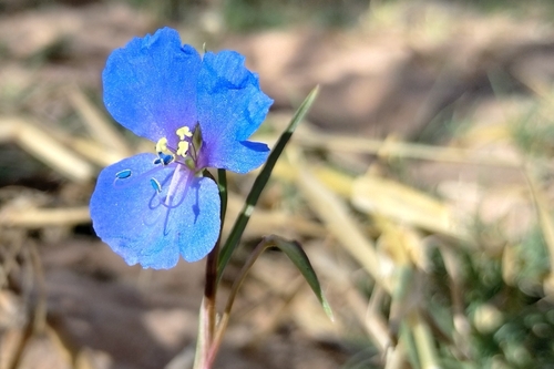 Commelina agrostophylla (Commelina agrostophylla)