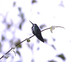 Avocettula recurvirostris