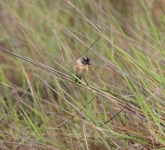 Polystictus pectoralis