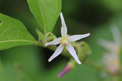 Solanum volubile