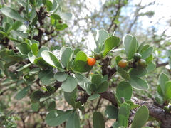 Ehretia rigida nervifolia