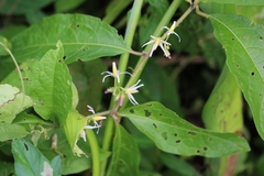Solanum volubile