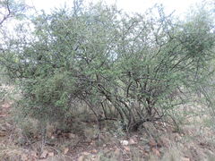 Ehretia rigida nervifolia