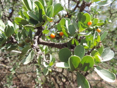 Ehretia rigida nervifolia