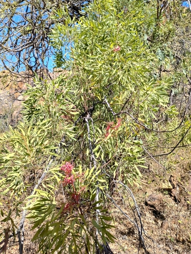 Image of Grevillea heliosperma by (c) Karl Tattersall, some rights reserved (CC BY-SA)