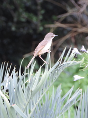 Prinia subflava affinis
