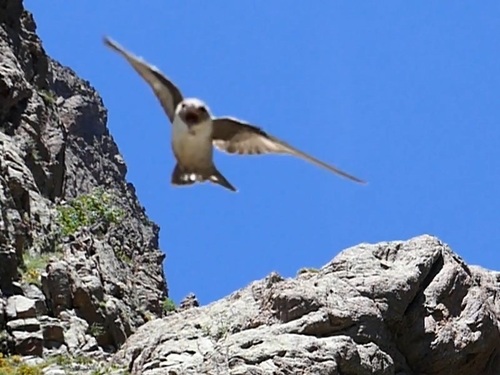 岩燕 チャイロツバメ Eurasian Crag-Martin