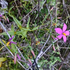 Chironia gratissima image