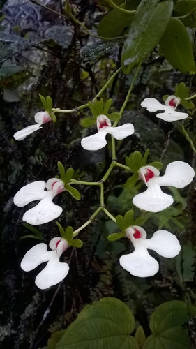 Oeonia rosea