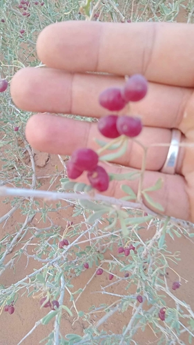 salt tree
