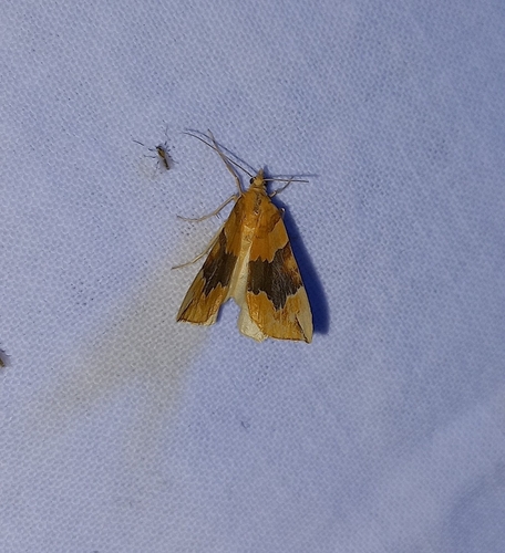 Barred Yellow, 9642 MB Veendam, Netherlands, photo 2 of 10