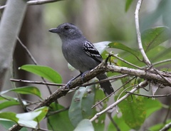 Thamnophilus punctatus