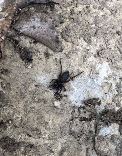 Gnaphosa lugubris