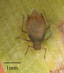 Rhopalosiphum padi