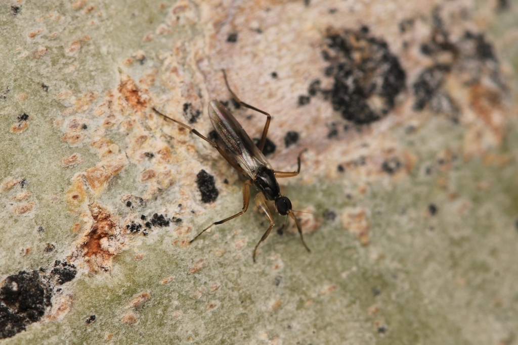 Tachypeza binotata