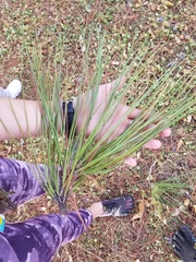 Pinus elliottii densa