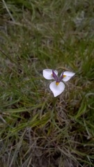 Moraea modesta