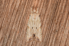 Lithophane patefacta